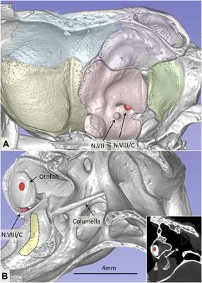 Regeneration in the Auditory Organ in Cuban and African Dwarf Crocodiles (Crocodylus rhombifer and Osteolaemus tetraspis) Can We Learn From the Crocodile How to Restore Our Hearing?